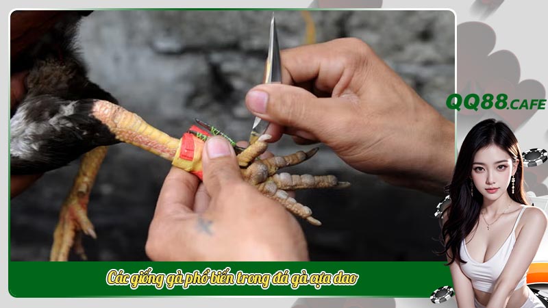 Các giống gà phổ biến trong đá gà cựa dao