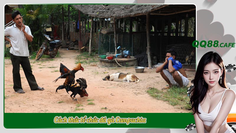 Cách thức tổ chức đá gà Campuchia