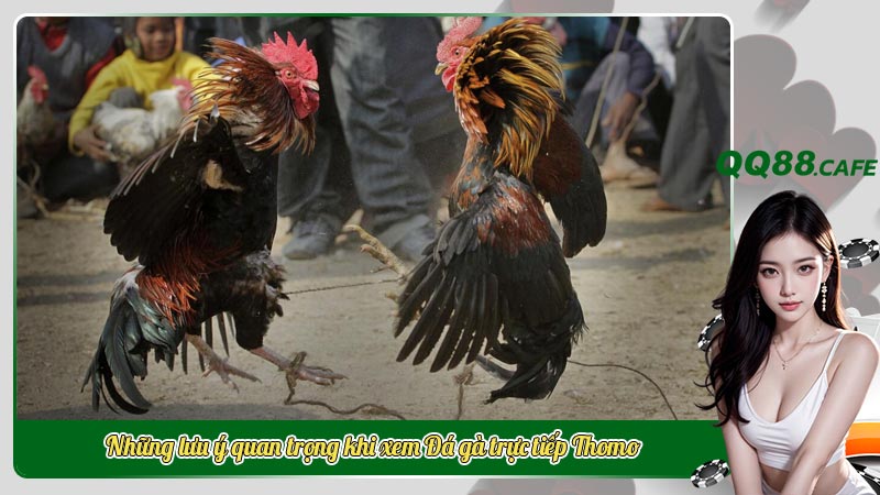 Những lưu ý quan trọng khi xem Đá gà trực tiếp Thomo