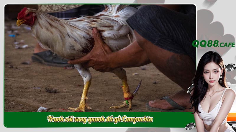 Tranh cãi xoay quanh đá gà Campuchia