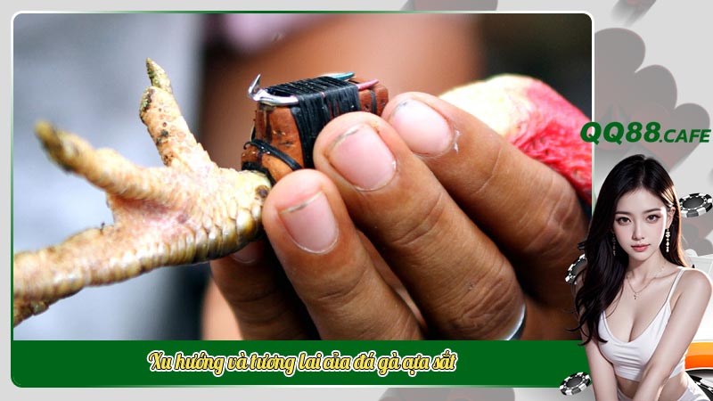 Xu hướng và tương lai của đá gà cựa sắt